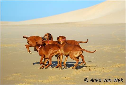 Manayakaya Amy of Heshima ya Kimba mit Familie