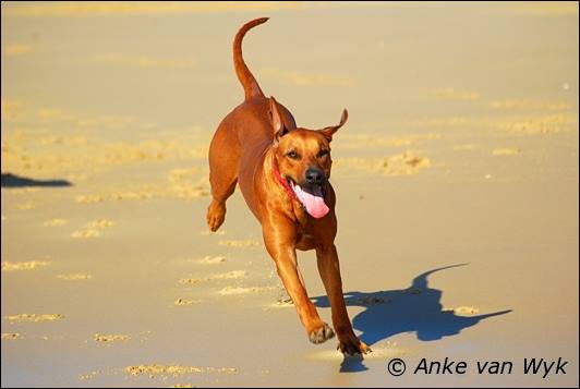 Manayakaya Amy of Heshima ya Kimba