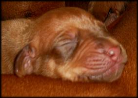 E-Wurf Tag 5 - E-litter Day 5