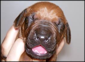 Nr. 6 (Hündin - female)