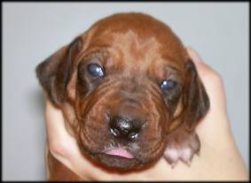 Nr. 1 (Hündin - female)
