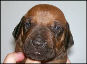 Nr. 4 (Hündin - female)