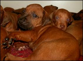 E-Wurf Tag 25 - E-litter Day 25