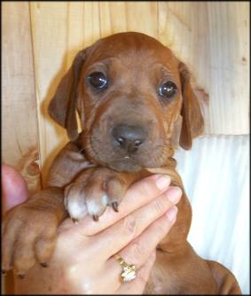 Nr. 1 (Hündin - female)