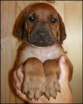Nr. 4 (Hündin - female)