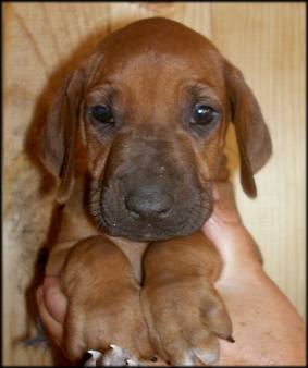 Nr. 6 (Hündin - female)