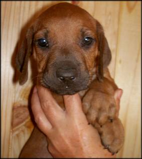 Nr. 10 (Hündin - female)