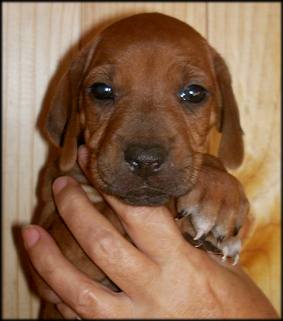Nr. 12 (Hündin - female)