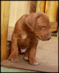 E-Wurf Tag 38 - E-litter Day 38