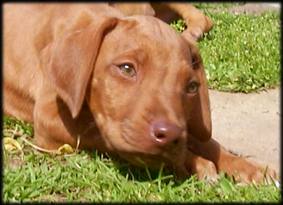 E-Wurf Tag 46 - E-litter Day 46