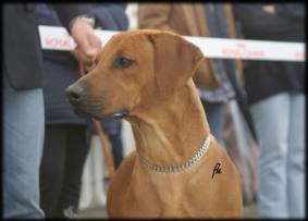 CH. Heshima ya Kimba Energy of Red (photo © Irena Hofferkova)