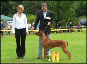 CH. Heshima ya Kimba Energy of Red (photo © www.Ridgi-Pad.de)
