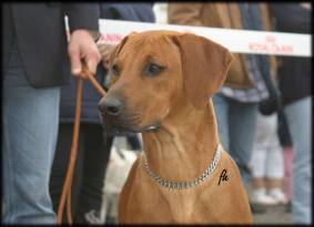 CH. Heshima ya Kimba Energy of Red (photo © Irena Hofferkova)