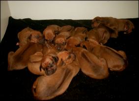 F-Wurf 11. Tag - F-litter 11th day