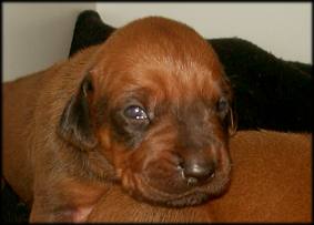F-Wurf 11. Tag - F-litter 11th day