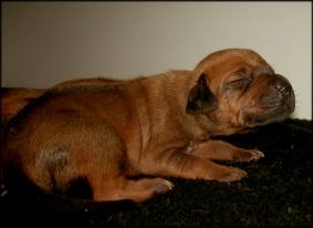 F-Wurf 11. Tag - F-litter 11th day