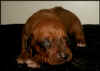 F-Wurf 11. Tag - F-litter 11th day