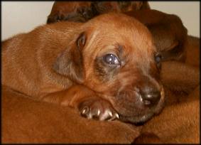 F-Wurf 16. Tag - F-litter 16th day