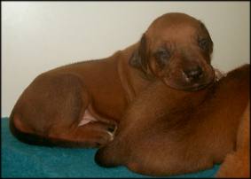 F-Wurf 18. Tag - F-litter 18th day