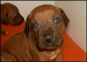 F-Wurf 21. Tag - F-litter 21st day