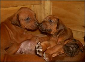 F-Wurf 23. Tag - F-litter 23rd day
