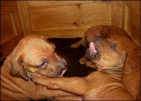 F-Wurf 28. Tag - F-litter 28th day