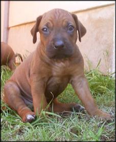 F-Wurf 30. Tag - F-litter 30th day