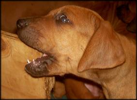 F-Wurf 41. Tag - F-litter 41st day