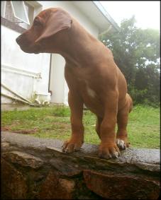 F-Wurf 53. Tag - F-litter 53rd day