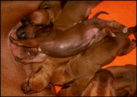 F-Wurf 8. Tag - F-litter 8th day