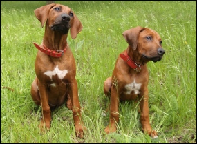 CH. Heshima ya Kimba Grand Aquarius als Welpe (rechts)