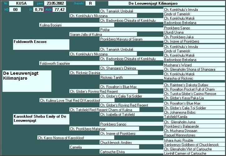 Pedigree "De Leeuwenjagt Kilimanjaro"