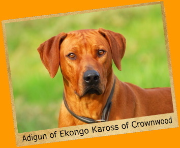 Adigun of Ekongo Kaross of Crownwood