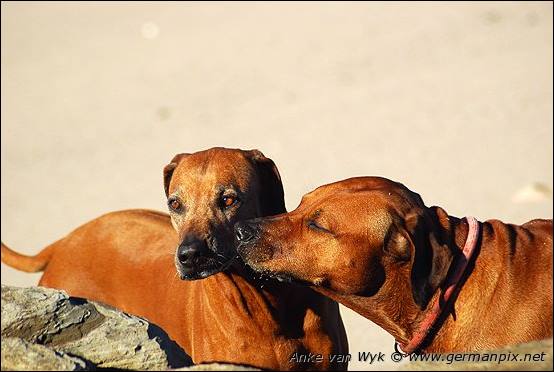 Chaka links, Zuma rechts