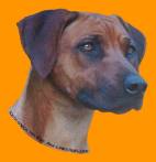 Rhodesian Ridgeback-Aufkleber