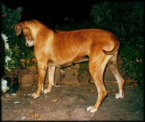 CH. Karos Nomsa of Karoskloof