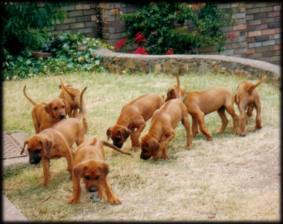 Karoskloof TT litter