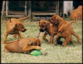 Karoskloof TT litter