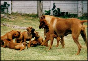 Thandi mit Welpen