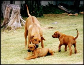 Thandi und Welpen