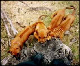 Karoskloof TT litter