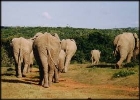 Wildlife in Shamwari