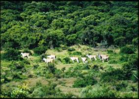 African Wildlife