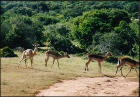 African Wildlife
