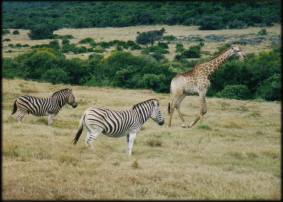 African Wildlife