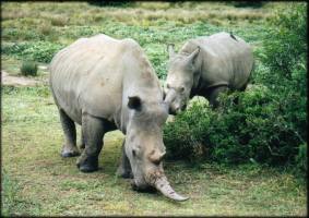 African Wildlife