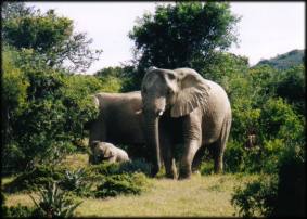 African Wildlife