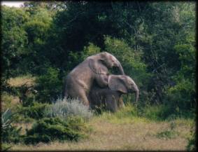 African Wildlife