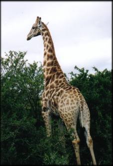 African Wildlife