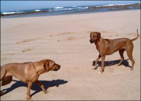 Zimba und Chakanyuka